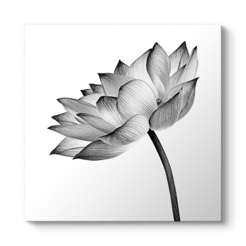 Siyah Beyaz Nilüfer Çiçeği Tablosu