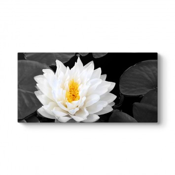 Lotus Güzelliği Tablosu