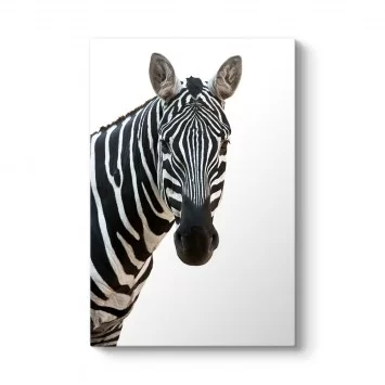 Beyaz Arka Planlı Zebra Tablosu