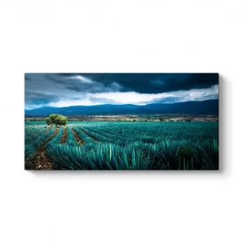 Agave Tarlası Tablosu