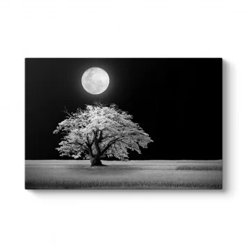 Beyaz Ağaç Ve Ay Manzara Tablosu