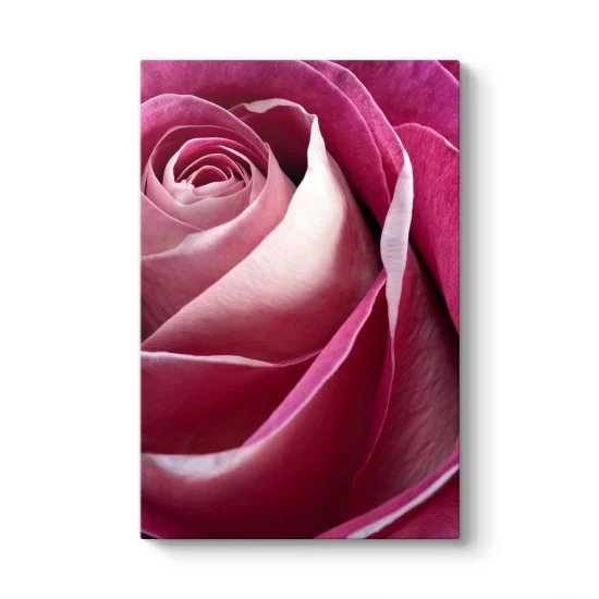 Pembe Gül I Tablosu