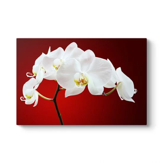 Beyaz Orkide Tablosu