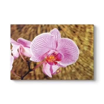 Natürel Orkide Tablosu