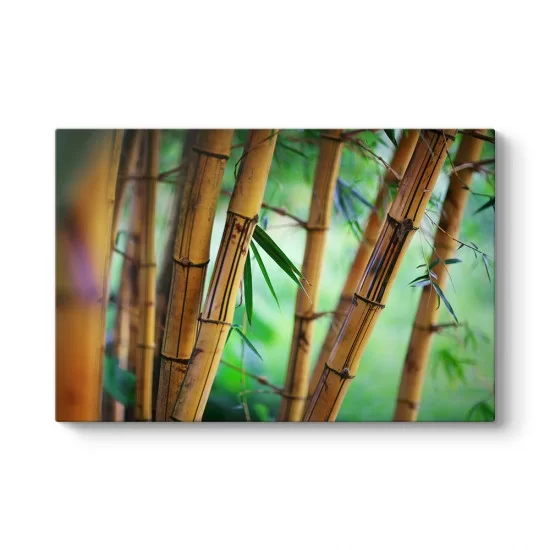 Bambu Ağaçları Tablosu