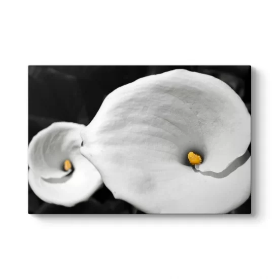 Calla Zambaklar Tablosu
