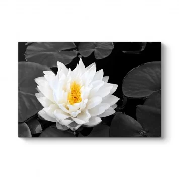 Lotus Güzelliği Tablosu