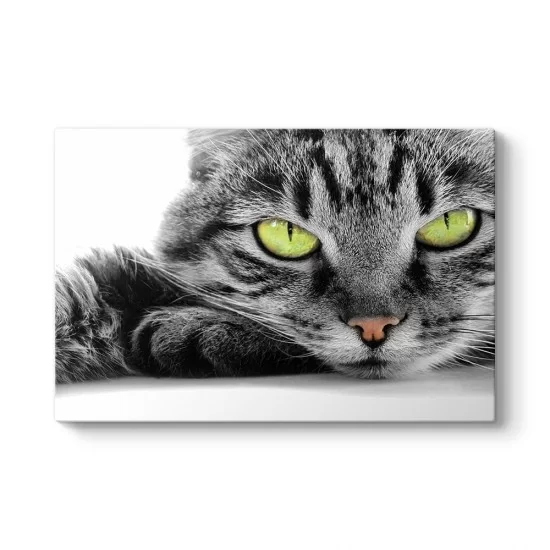Sarı Gözlü Kedi Tablosu
