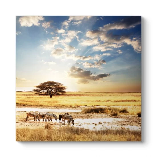 Afrika Zebra Tablosu
