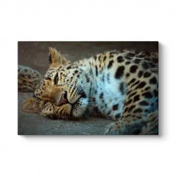 Leopar Tablosu