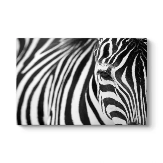 Zebra Tablosu