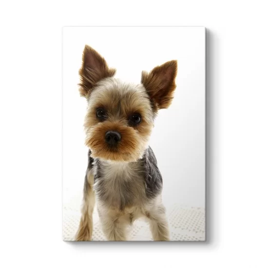 Yorkshire Köpek Tablosu