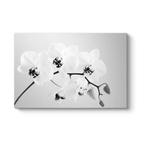 Siyah Beyaz Orkide Tablosu