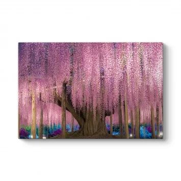 Pembe Wisteria Ağacı Tablosu